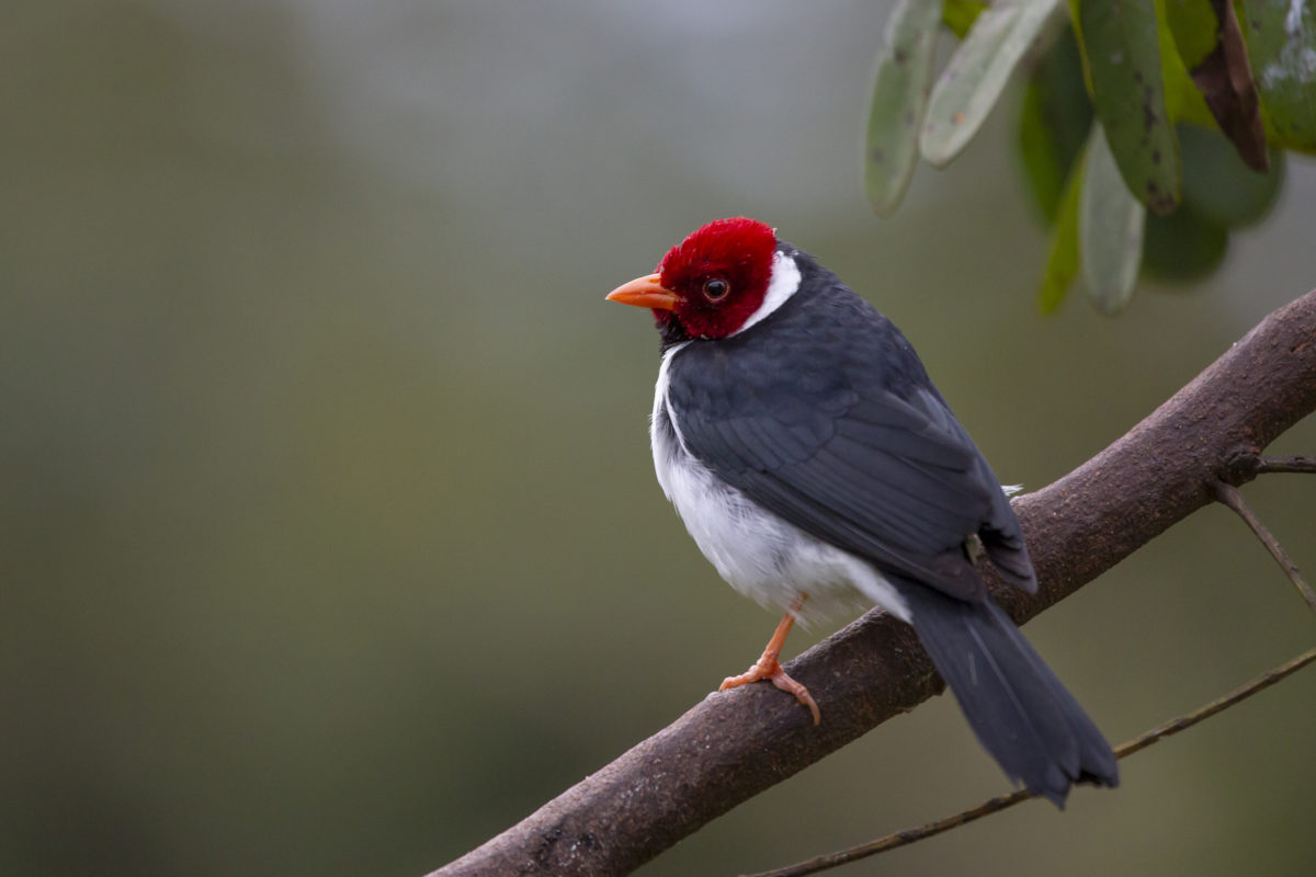 BIRDS IN THE PANTANAL – Color Purple